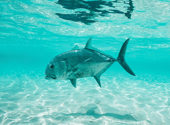 Giant trevally swimming under turquoise blue water at Alphonse Island - shot by Alphonse Fishing Co™